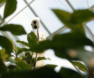 NDVI índice vegetativo NDVI fixo